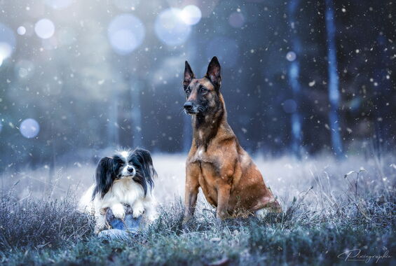 Fröhliche Weihnacht!